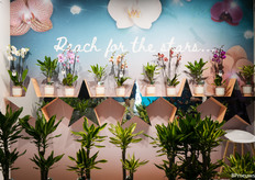 five stars for Pete Vijverberg's stand.