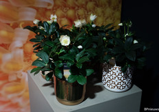 The small pot sizes of Helleborus are available first, with the larger pot sizes soon to follow. And whether customers order a tray or a trailer, it's all possible.