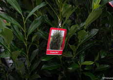 How romantic, Stef Verwaay has named a Prunus after his wife.