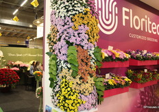 The new Miller Series, 9 different colours. The 1st colours will be introduced by Infinity Flowers.