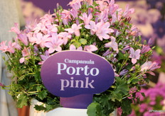 From week 6 next year, they will have their new pink variety of Campanula de Porto Pink