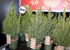 New to the range since this year. It is a fast-growing and compact variety.