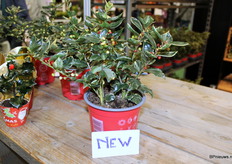 From next Oxtober onwards, they have a variegated Ilex with real berries. After 10 years of breeding they finally found one.