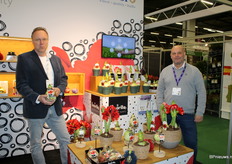 Gertjan Rigter and Michel van der Meij of Kèbol bv with the Danu. A three-stemmed, compact, richly flowering Amaryllis. They have a new concept, a colour display for retail and florists.