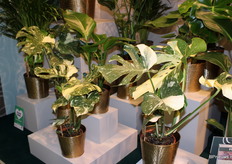 Monstera Thai Constellation new to the range at Geest Potplanten.