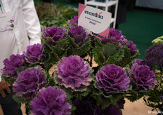 This new Brassica colours even faster