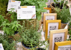 Thymus Mastichina Compact PomPom by Hishtil.