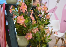 This compact new Sundaville from Suntory with unique colour was also new.