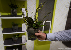 the 'tights' protecting the orchid