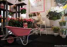 Patty in the stand of Wetering Potlilium