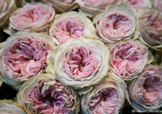 Summer Ballerina of Kordes