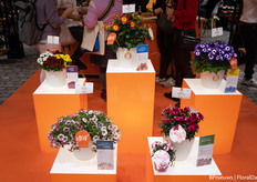 Dümmen Orange's latest introductions