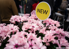 Schoneveld Breeding's new Illusia