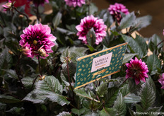 Beekenkamp Plants' new LaBella Dahlia Chocolate