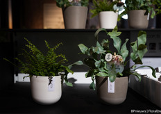 On display at the Discovery Centre were pots from Ecopots combined with plants from Air so Pure