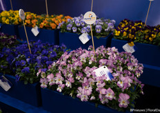 Syngenta's PennyPro is a new mini pansy.