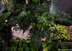 Philodendron Atlantis