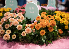 Royal van Zanten's Jellyfish