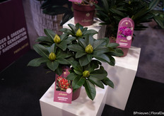 the new Rhodondendron Maximus