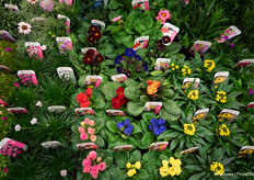 The first spring plants are delivered and already in bloom