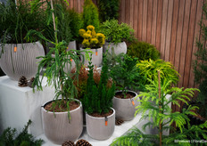 Potted conifers, a new trend according to Liesbeth of Bremmer Boomkwekerijen and Mr. Plant Geek
