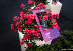 One of the cheerful Plant Geek Faves