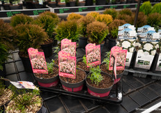 Cutie pies can also be found at Groen-Direkt