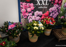 New colours in the range; Lilac, purple, red, yellow and white