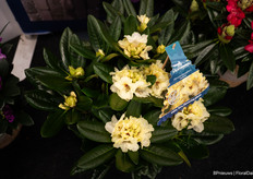 The yellow one in particular is a standout