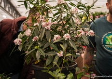 And everyone likes to smell the delicious Daphne