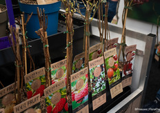 Streng Growers also featured fruit trees with slightly different fruit than usual, such as 'Mojo Berries' and hazelnuts