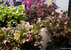 Helleborus in the stand of Colour Your Season