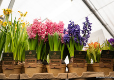 And bulbs couldn't be missing this fair either