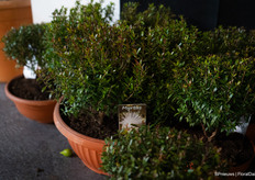 Our reporter spotted her name! Almost ;)