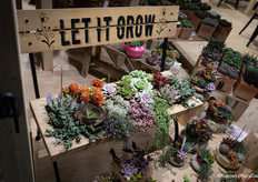 And more succulents, an important market in Italy