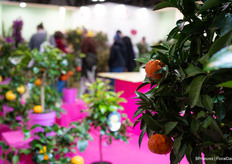 And of course Italy is the land of citrus