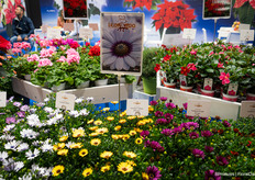 Leonardo in all kinds of colours