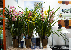 Scholte Orchids' cymbidium in the shared stand with Muller Seeds, on the GREENN's Dutch pavilion.