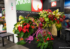 A bicycle full of anthuriums