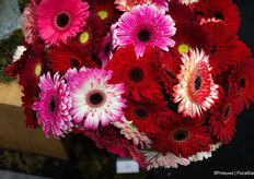 Gerberas