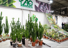 And there were also lots of cacti and succulents at the fair