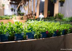 And it smelled delicious in some of the stands