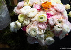 Italian Ranunculus