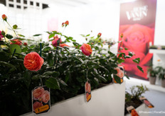 Chippendale garden rose by Rosen Tantau