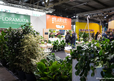 The shared stand of Floramiata and Barile