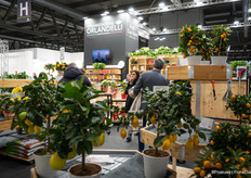 Lots of citrus in Organizzazione Orlandelli's stand