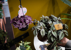 And the difference between the traditional Trascedentia and a newer, popular purple variety