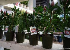 Where among other things these pot proteas were on display