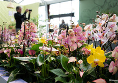 Throughout the plaza there are many varieties of orchids and anthuriums