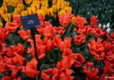 And of course the Keukenhof is mostly about the tulips too